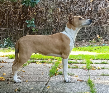 VRH " Z " LITTER